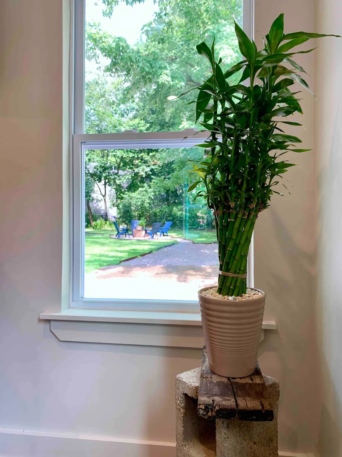 A tranquil nook by a window, featuring a potted bamboo plant with views to the outside. The scene is peaceful and refreshing, inviting travelers to pause and recharge while enjoying a connection to the urban neighborhood outside.